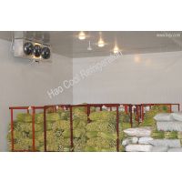 2000MT Cold Room for Vegetable thumbnail image