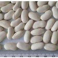 white kidney beans thumbnail image