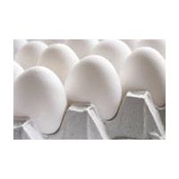 INDIAN CHICKEN FARM EGGS EXPORT thumbnail image