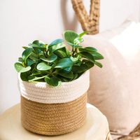 Cotton rope folding basket, can be a flower pot also can pack clothes thumbnail image