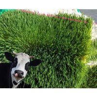 Automatic grass seeds growing machine bean sprout growing machine thumbnail image