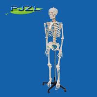 Life-size Skeleton 180cm tall thumbnail image