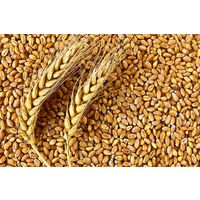 Indian Wheat thumbnail image