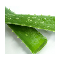 Premium Quality From Farmer Vietnam With 50 to 60 cm 100% Organic Freeze Aloe Vera thumbnail image