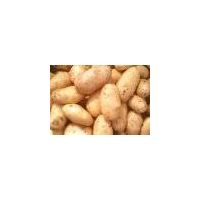 Fresh Potato thumbnail image