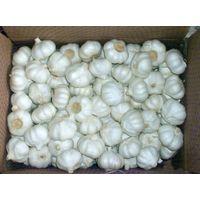 Fresh Pure White Garlic For Sale thumbnail image