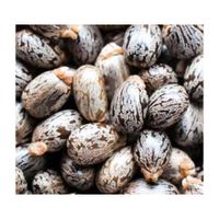 Natural Brown Castor Seeds for sale available worldwide thumbnail image