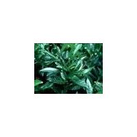 Pygeum Africanum extract thumbnail image