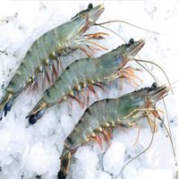 Raw HOSO Black Tiger Shrimp with High Quality, Competitive Price and On-Time Delivery (Wehapi.vn) thumbnail image