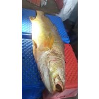 Golden Datina Fish Maw thumbnail image