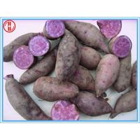 Purple Sweet Potato thumbnail image