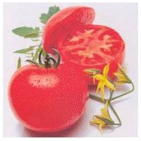 Tomato thumbnail image