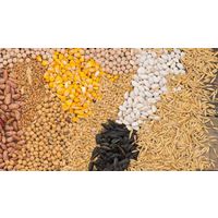 How to produce fish feed pellets in Nigeria? thumbnail image