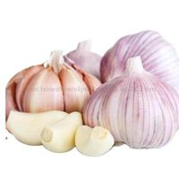 Best Quality Organic Fresh Garlics (Red and Pure White) thumbnail image