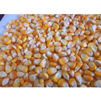 Cheep Corn Price Baby Yellow Corn Grit For Animal Consumption Feed thumbnail image