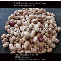 Chinese light speckled kidney beans AMERICAN ROUND thumbnail image