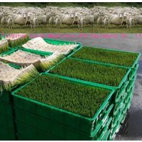 Sheep Cattle Hydroponic Barley Sprouting Machine for Sale thumbnail image