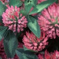 Red Clover Extract thumbnail image