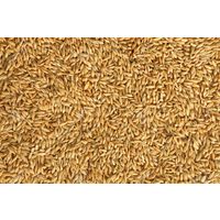 100% Organic High Nutritious Barley Seeds for Bulk Purchase thumbnail image