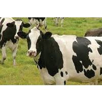 Pregnant Holstein Heifers thumbnail image