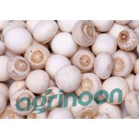 fresh champignon mushroom thumbnail image