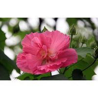 Hibiscus Flower Extract thumbnail image
