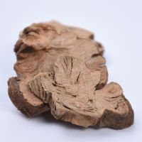 Jin Qiao Mai Rhizoma fagopyri cymosi Factory Supply Top Quality Dried wild Buckwheat Rhizome Medicin thumbnail image