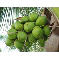 Vietnam Coconuts Fruits thumbnail image