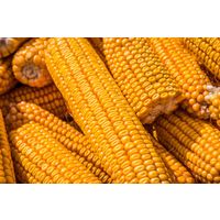 Corn thumbnail image