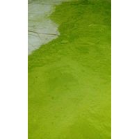 100% Natural Moringa Leaf Powder Exporters thumbnail image