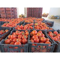 Fresh Tomato thumbnail image