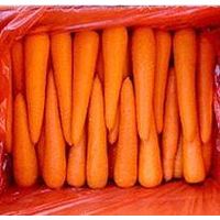 Fresh Carrot  Carrot thumbnail image