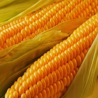 Yellow Corn for Animal Feed thumbnail image