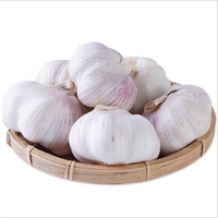 fresh garlic thumbnail image