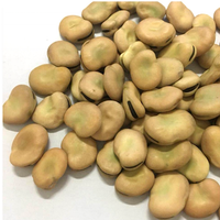 Dried Broad Beans Fava Beans for sale thumbnail image