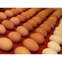 Brown chicken eggs (competitive price) thumbnail image