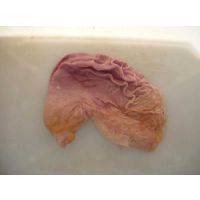 Frozen pork stomach, pork rectum intestines, pork liver thumbnail image