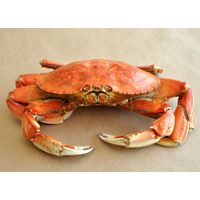 Live Crab, Frozen Crab, Frozen King Crabs, Frozen Crab Legs thumbnail image