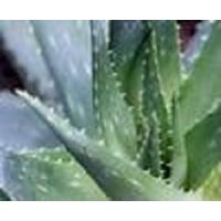 Aloe vera powder thumbnail image