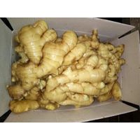 supply fresh ginger and ginger seeds thumbnail image