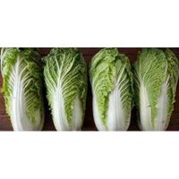 Celery Cabbage (Chinese Cabbage) By Wholesale - For Export thumbnail image