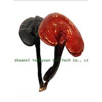 Reishi Mushroom Extract 30%, Ganoderma lucidum Extract, Reishi mushroom Triterpene, Manufacturer thumbnail image