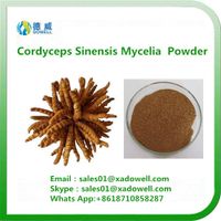High quality Cordyceps Sinensis Mycelia Powder thumbnail image