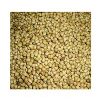 High Quality Coriander Seeds from Ukraine thumbnail image