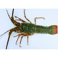 Green Lobster thumbnail image
