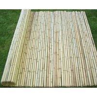 Bamboo plant cheap price and high quality thumbnail image