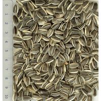 High yield Stripped sunflower hybrids for bird & pet food thumbnail image