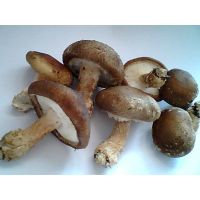 Shiitake Mushroom Extract thumbnail image