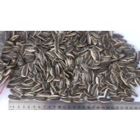 Natural growth sunflower seed 363 thumbnail image
