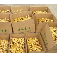 Chinese Ginger and fresh Ginger supplier and export to world thumbnail image